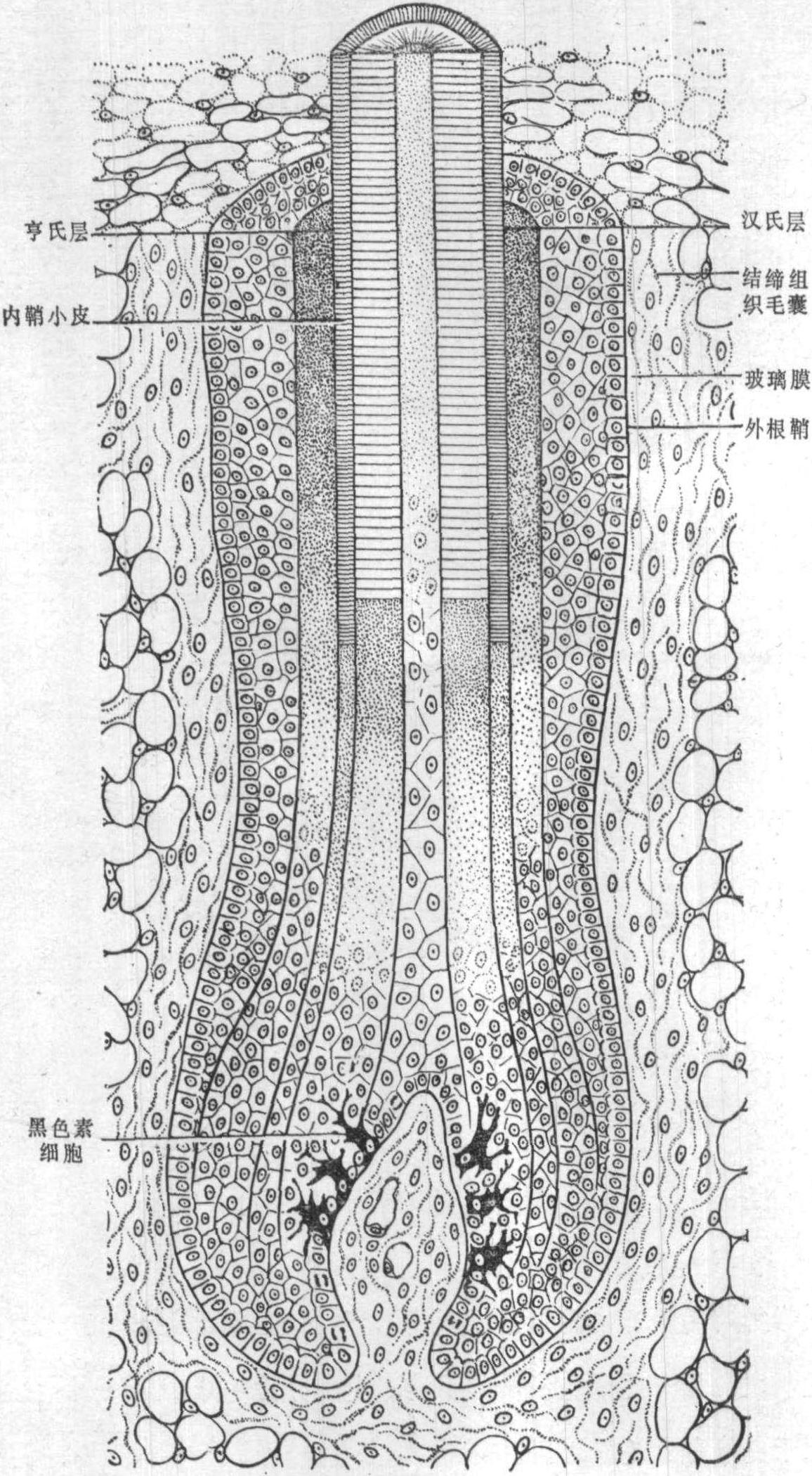 图16～4 毛囊结构模式图